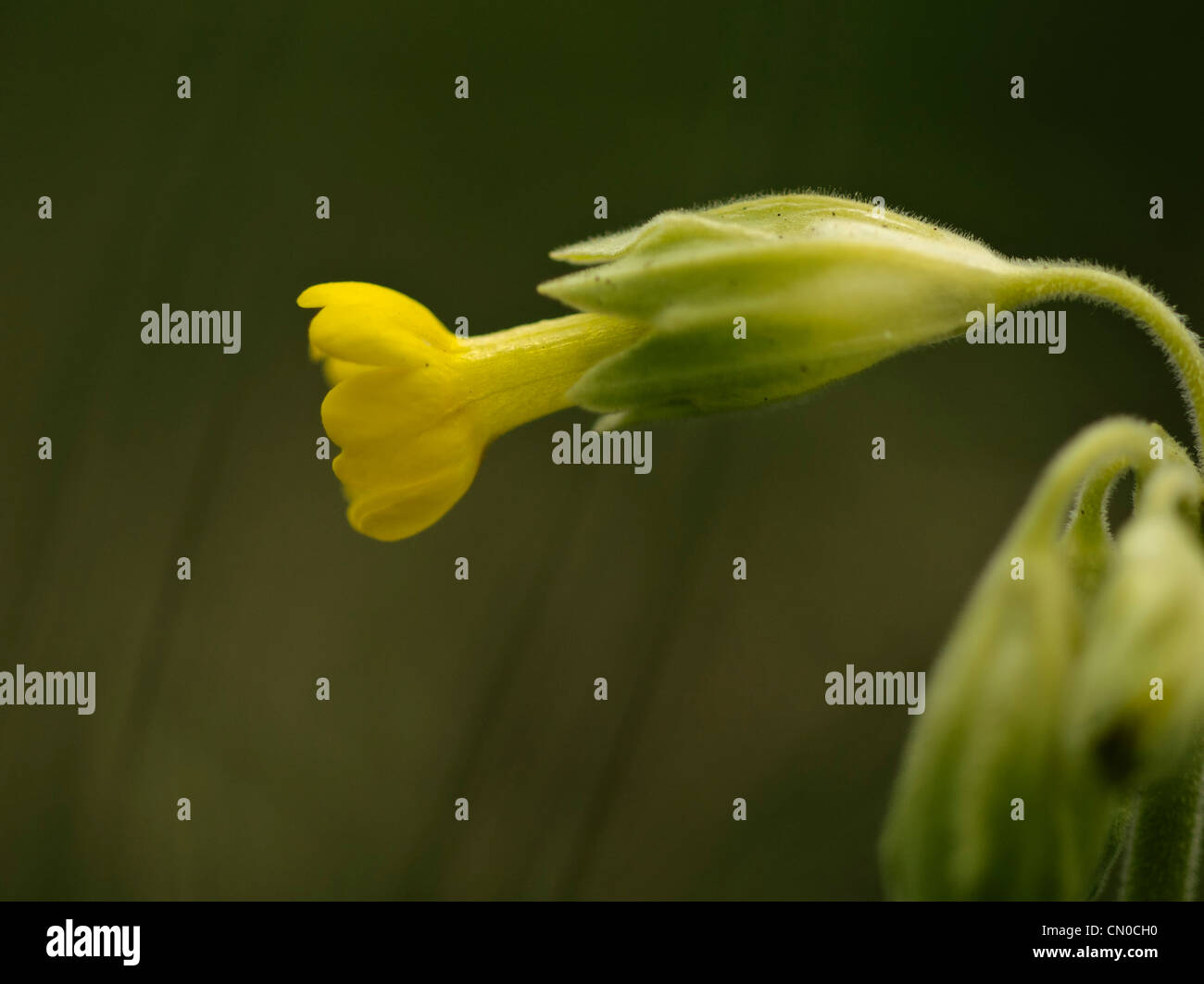 flowering plant - Primula elatior, the oxlip (or True oxlip) Stock Photo