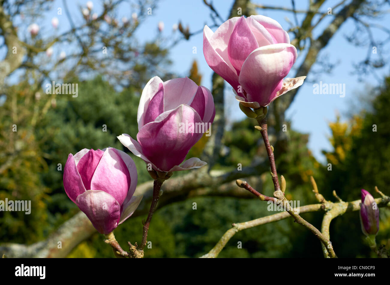 Magnolia X Soulangeana “Rustica Rubra at the Sir Harold Hillier Gardens