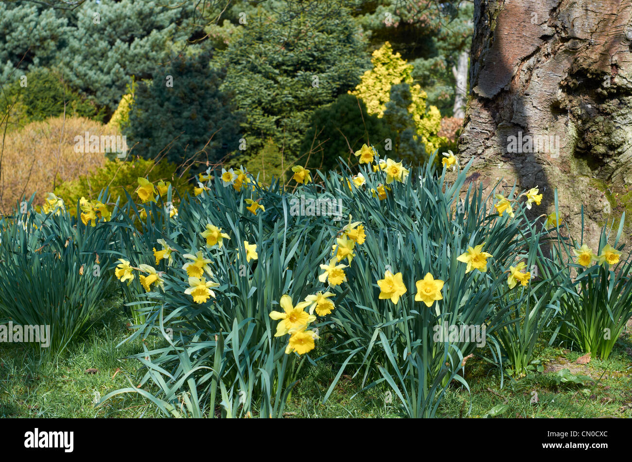 Drifts of daffodils in spring at Sir Harold Hillier Gardens, near