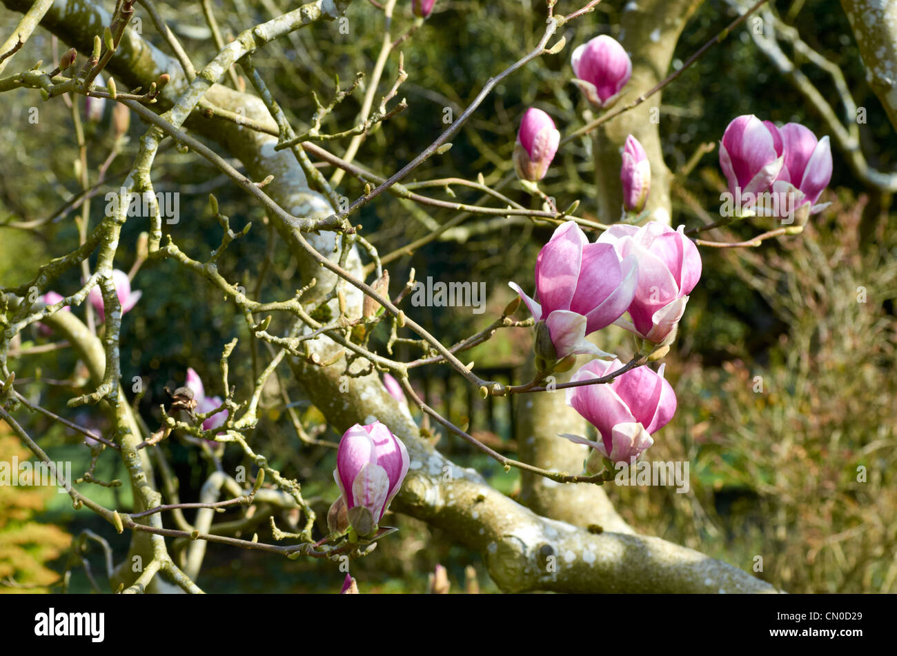 Magnolia X Soulangeana “Rustica Rubra at the Sir Harold Hillier Gardens