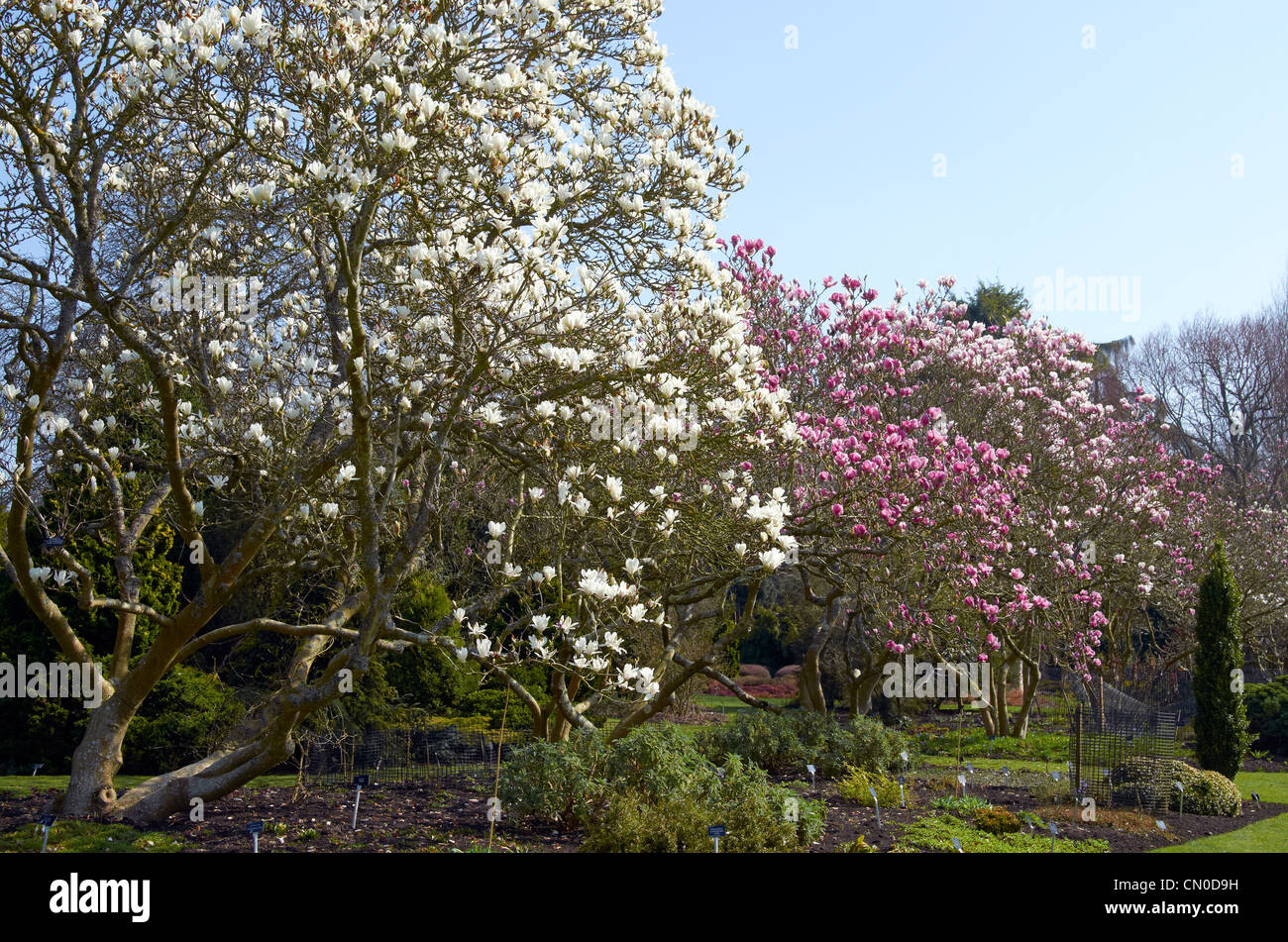 Magnolia soulangeana alba superba hi-res stock photography and images ...