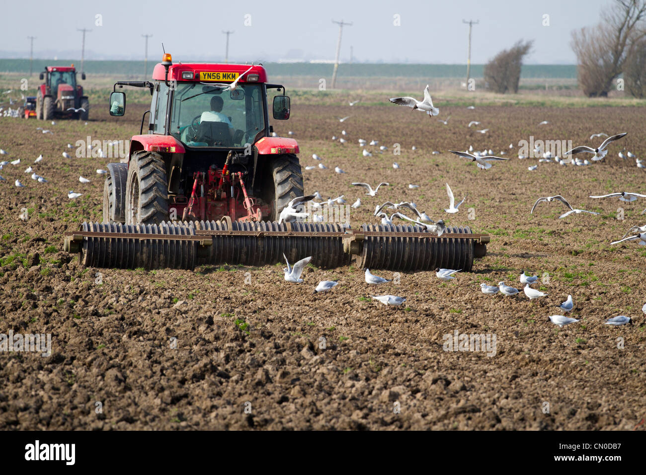 Spring Ploughing of Fields Ploughed Furrows and following Seagulls