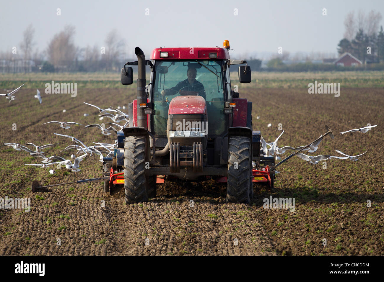 Spring Ploughing of Fields Ploughed Furrows and following Seagulls
