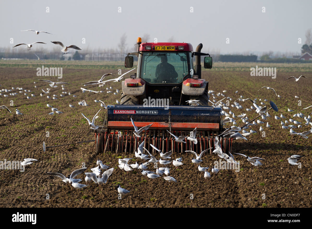 Spring Ploughing of Fields Ploughed Furrows and following Seagulls