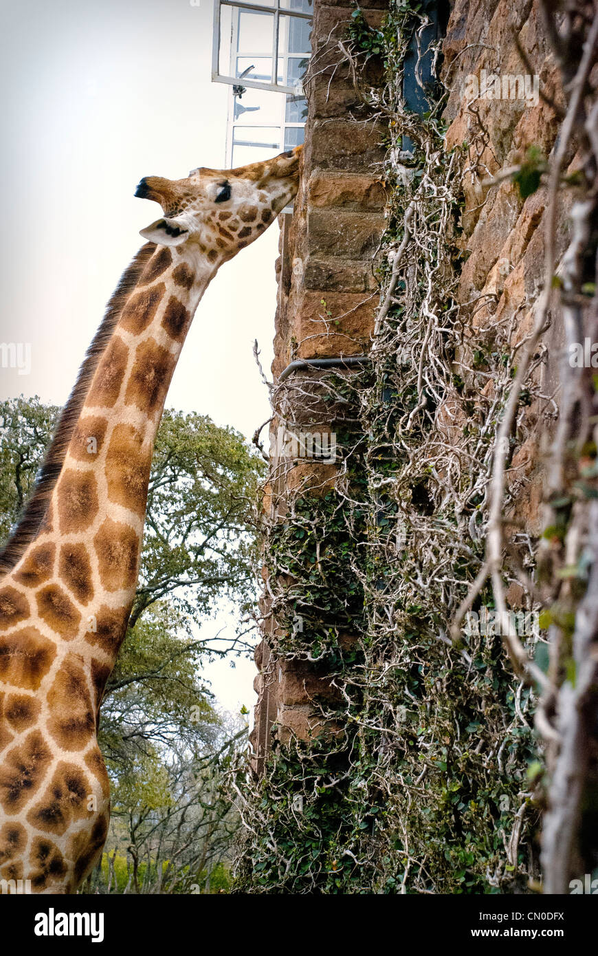 Rothschild or Baringo Giraffe, Giraffa camelopardalis rothschild, being fed at a window of Giraffe Manor, Nairobi, Kenya, Africa Stock Photo