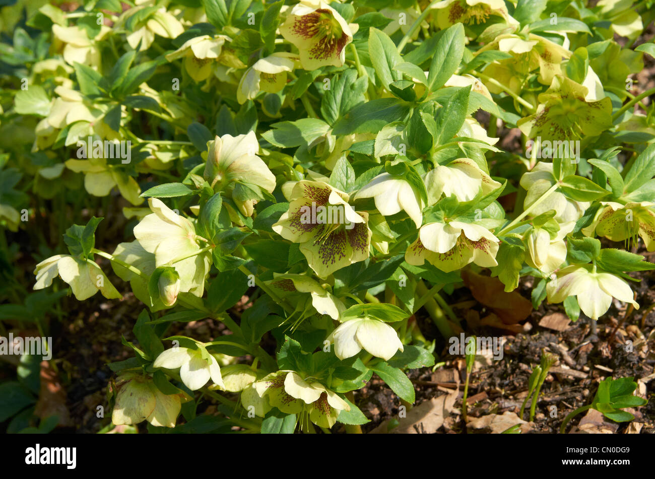Helleborus 'Hillier Hybrids' Yellow Spotted -  a hybrid hellebore Stock Photo