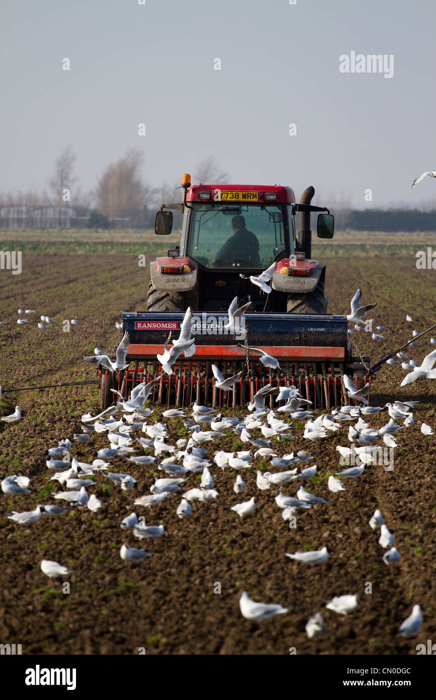 Spring Ploughing of Fields Ploughed Furrows and following Seagulls