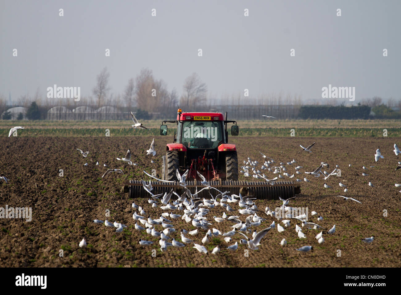 Spring Ploughing of Fields Ploughed Furrows and following Seagulls