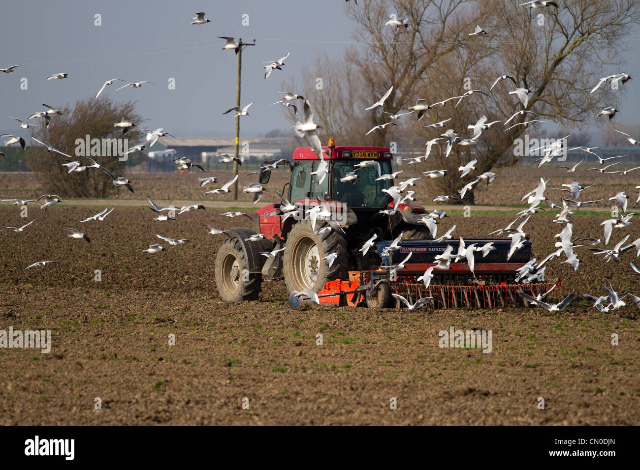 Spring Ploughing of Fields Ploughed Furrows and following Seagulls
