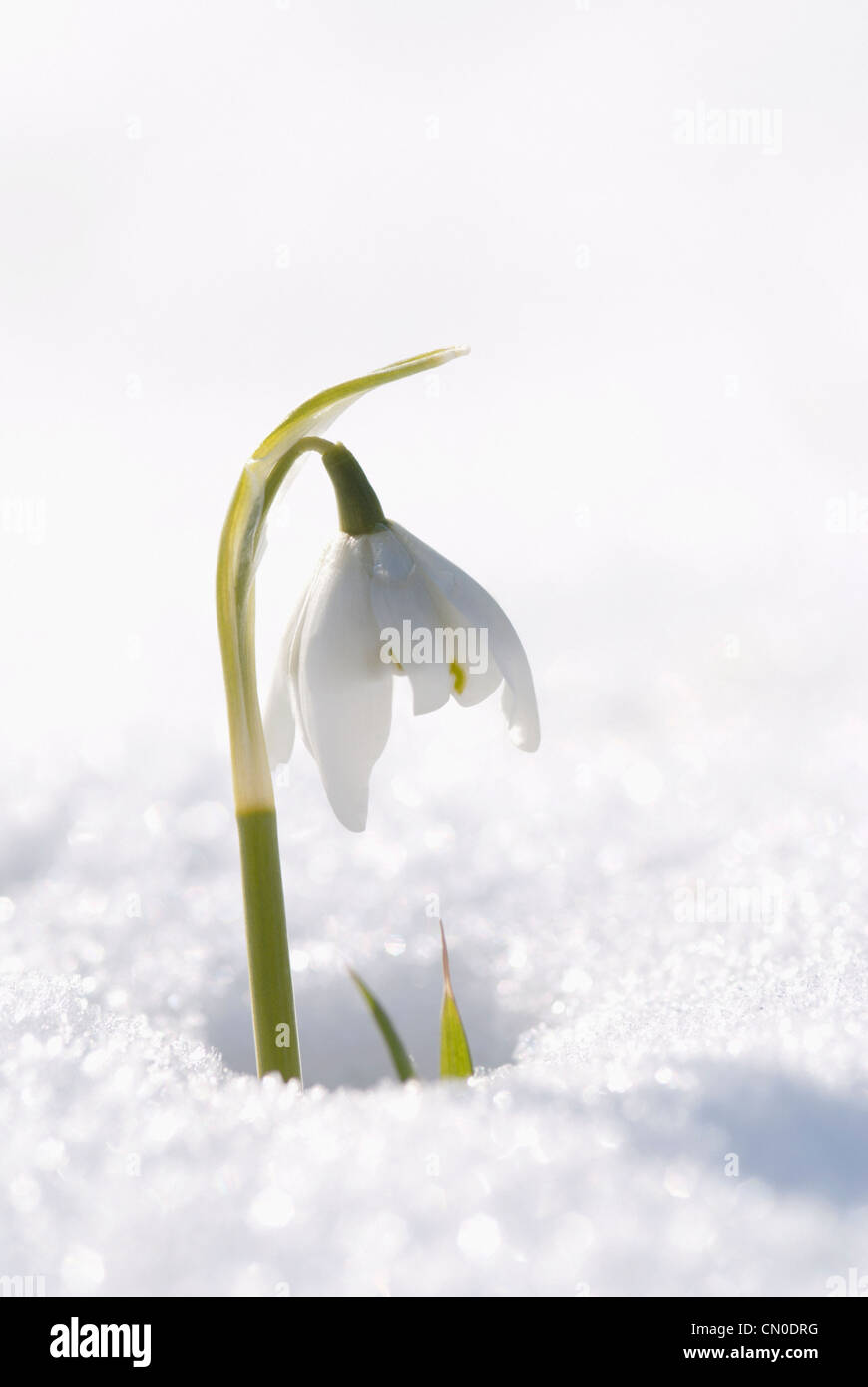 Galanthus nivalis, Snowdrop Stock Photo