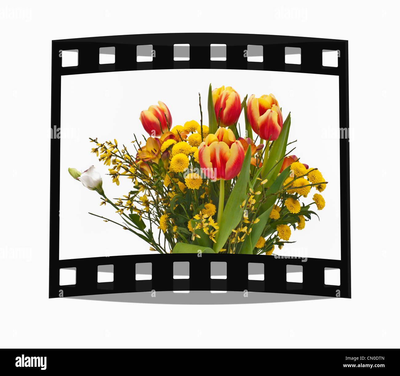 Filmstrip with the following picture: Detail photo of a bunch of flowers with tulips, background white. Stock Photo