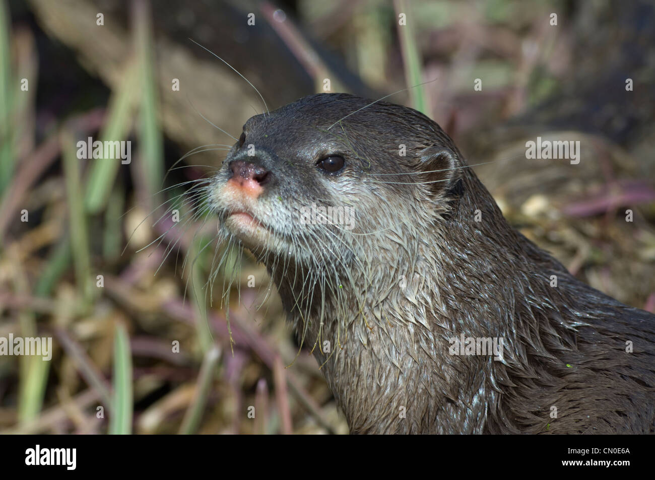 Asian Small-clawed Otter (Aonyx cinerea) Captive Stock Photo