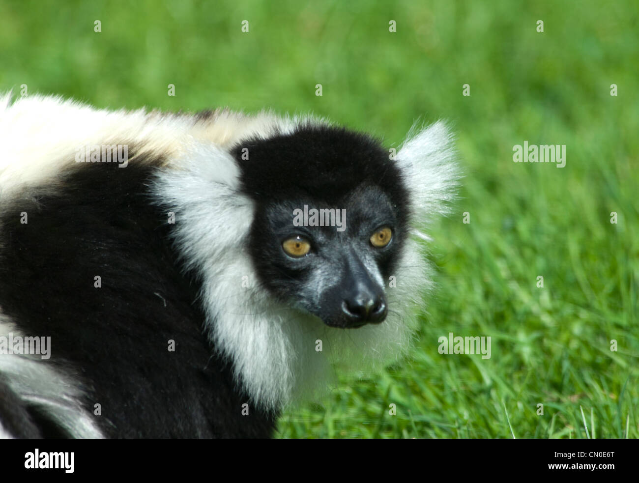 Black-and-White Ruffed Lemur (Varecia variegata) Captive Stock Photo