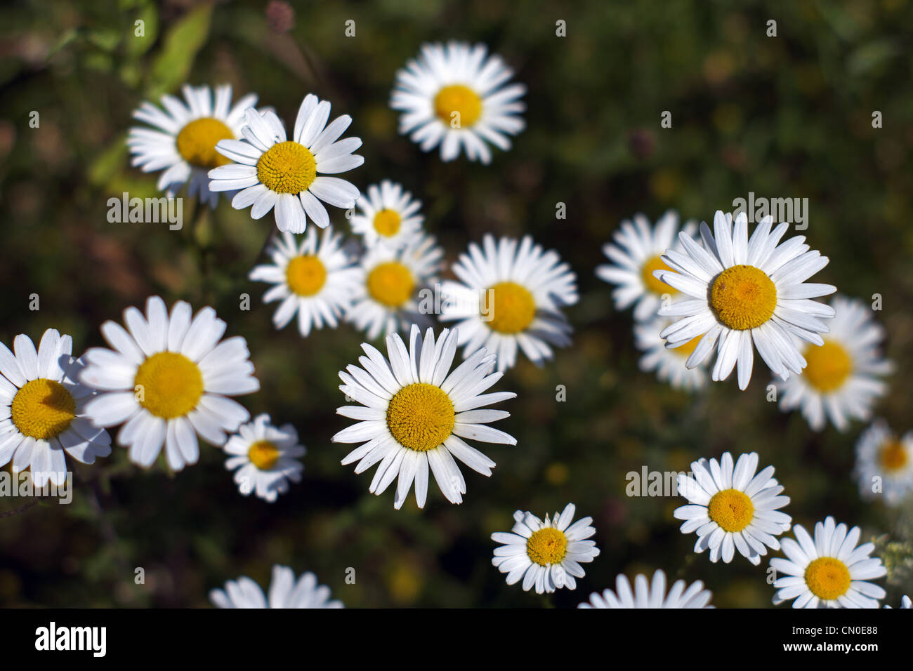 Numerous daisies in full bloom Stock Photo Alamy