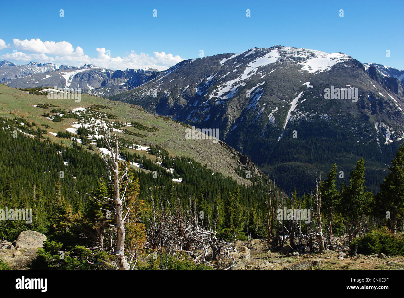 Dry trees, forests and high Rockies, Colorado Stock Photo - Alamy