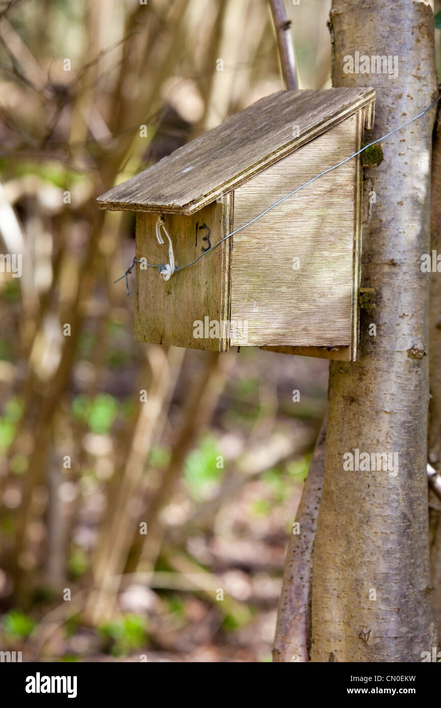 Nest box for common doormouse (Muscardinus avellanarius) on coppiced hazel (Corylus avellana), Kent, UK Stock Photo