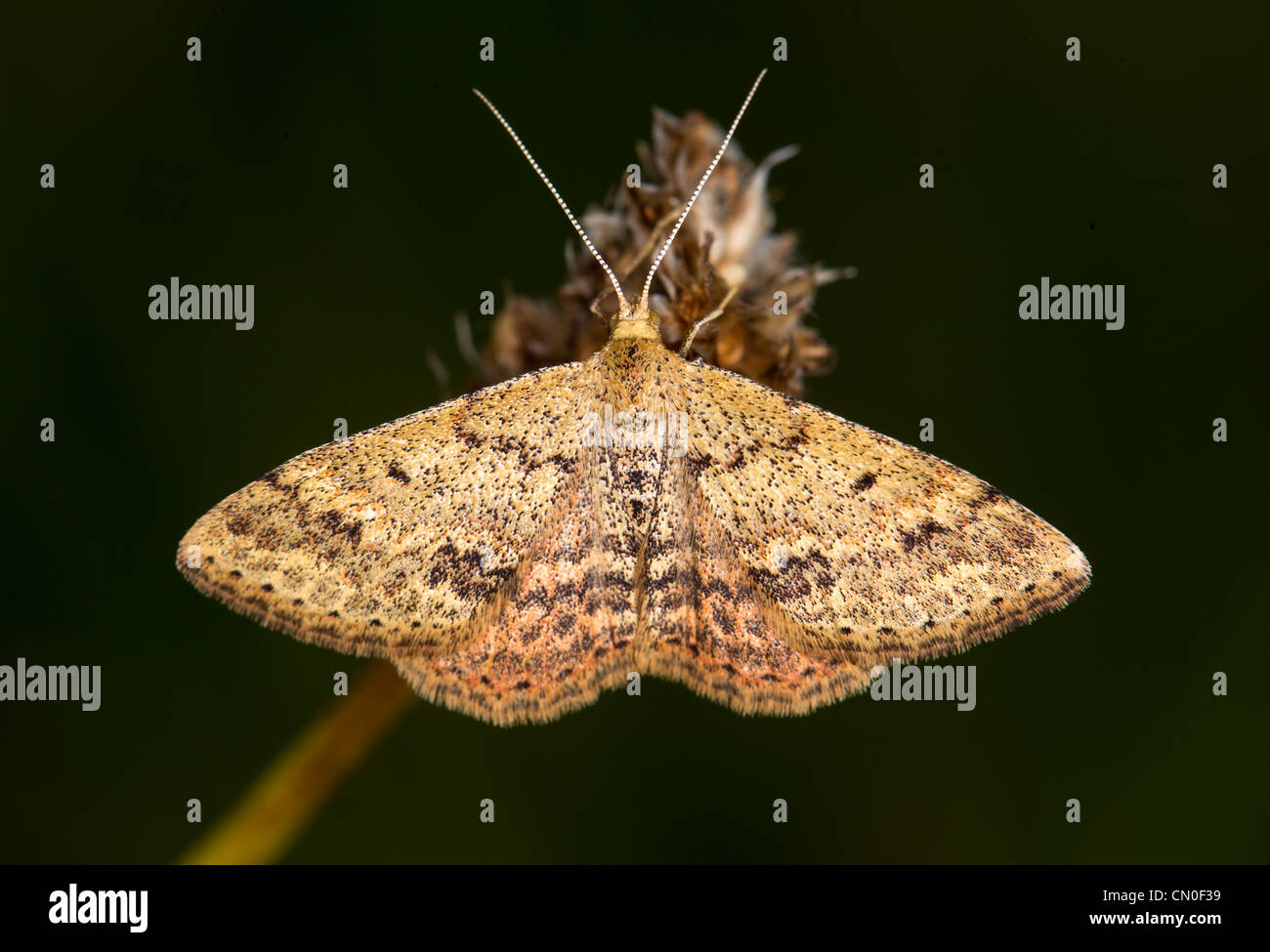 Scopula rubraria (reddish wave), a type of geometer moth, seen at a winery in Marlborough, New Zealand. Stock Photo