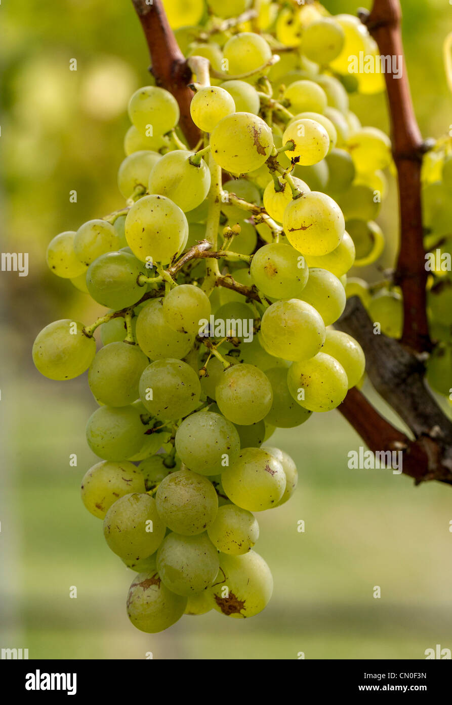 Sauvignon blanc grapes shortly before harvest time in Marlborough, New Zealand Stock Photo Alamy