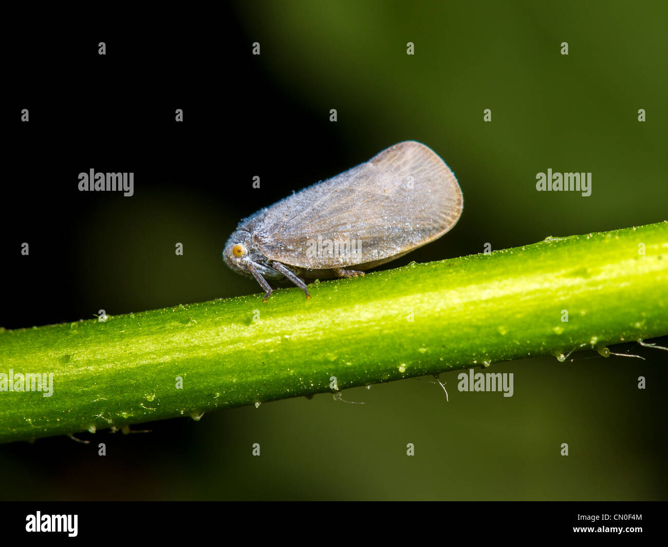Grey planthopper (Anzora unicolor) Stock Photo