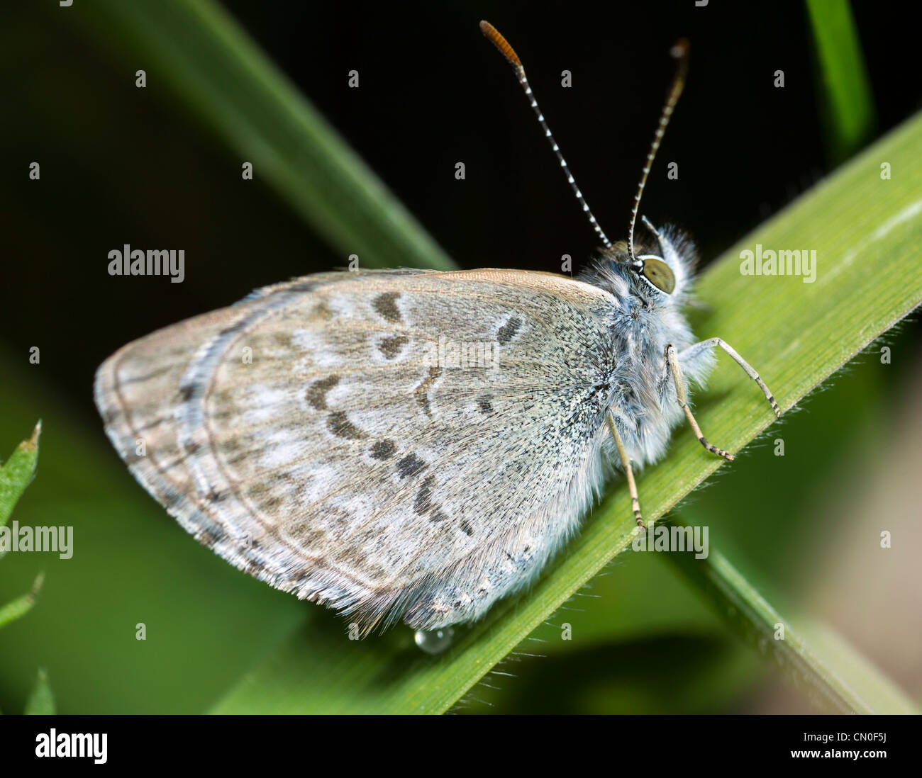 New Zealand common blue butterfly (Zizina labradus, Maori name pepe ao uri) Stock Photo