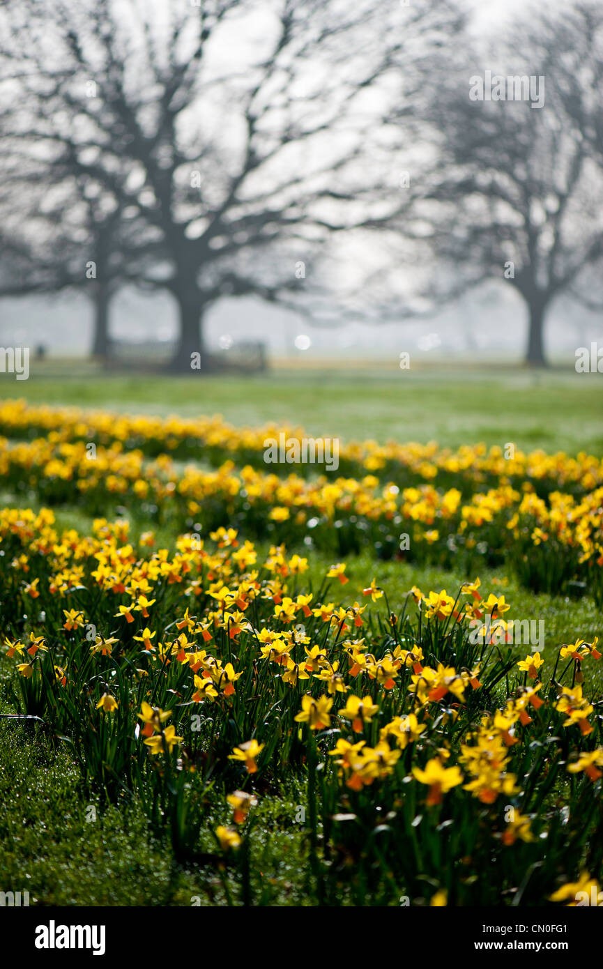 Daffodils in bloom, Ealing Common, W5, London, United Kingdom Stock Photo Alamy