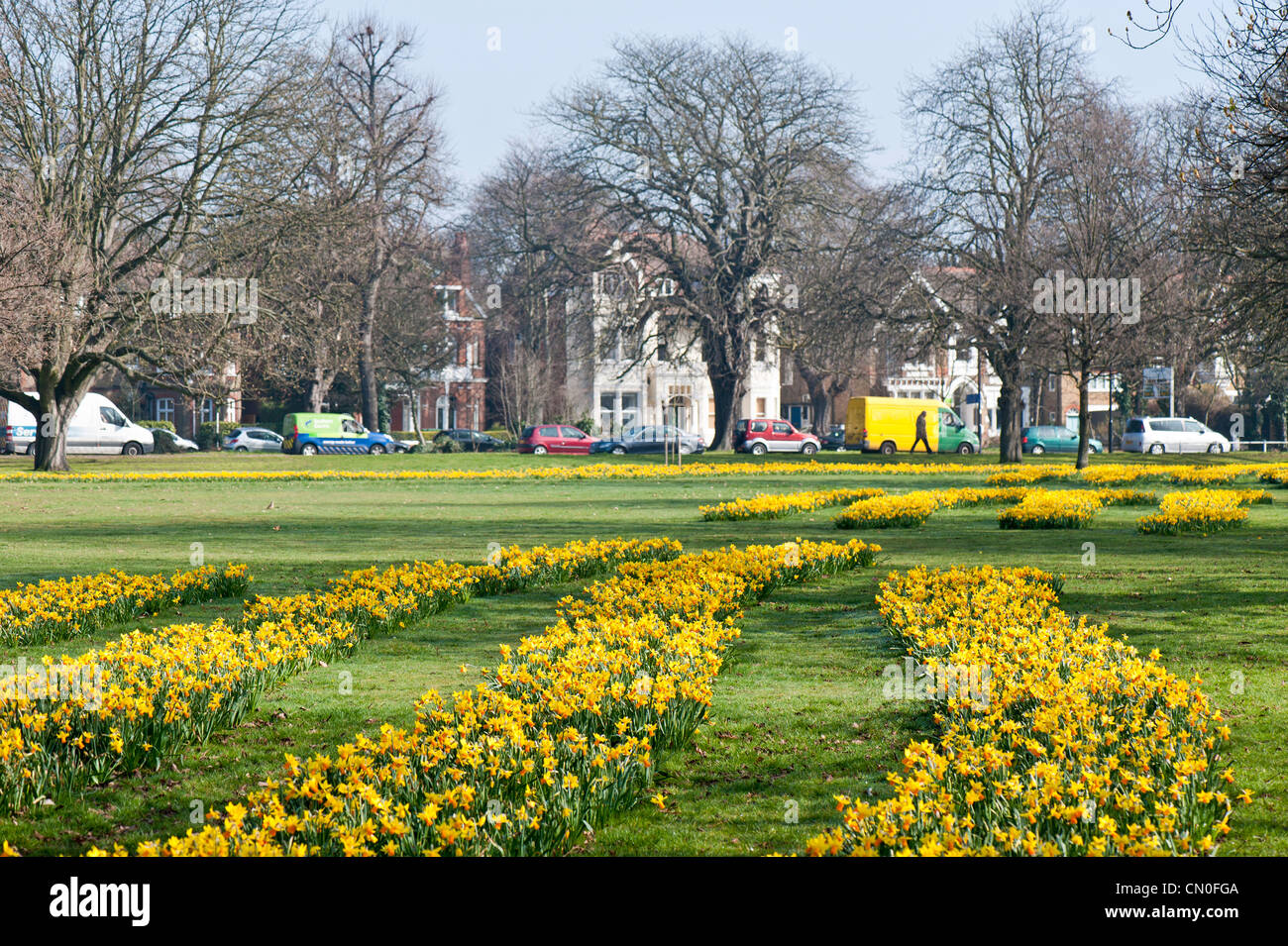 Daffodils in bloom, Ealing Common, W5, London, United Kingdom Stock Photo Alamy