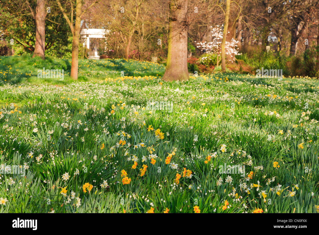 Daffodils in Hagley Park Christchurch New Zealand. Shallow DOF. Stock Photo