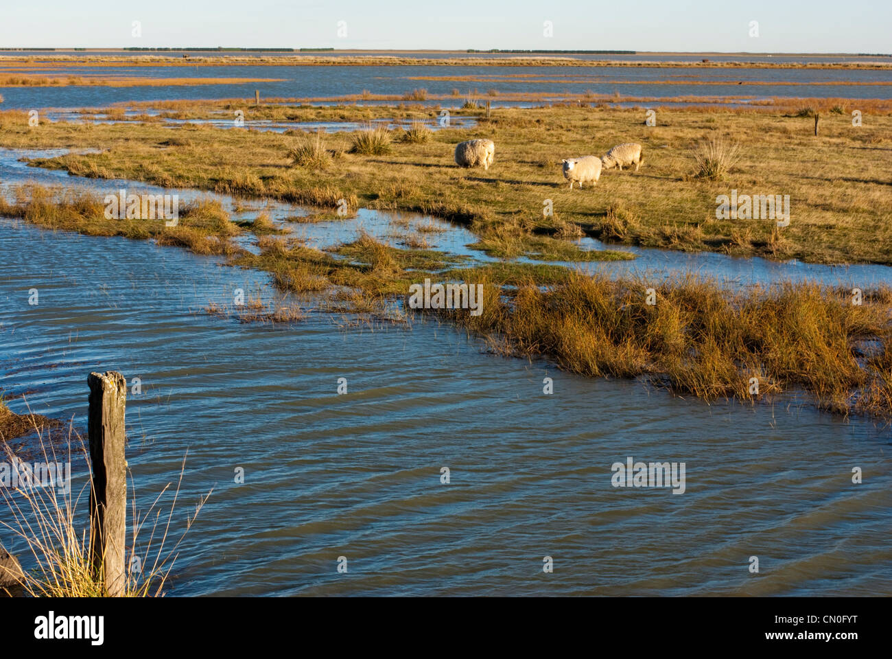 Sheep surrounded by floodwaters, Lake Ellesmere, Canterbury, New Zealand. Stock Photo