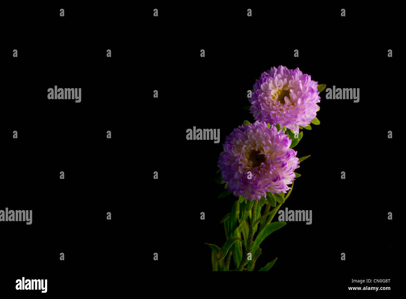 China Aster flower against a black background Stock Photo - Alamy