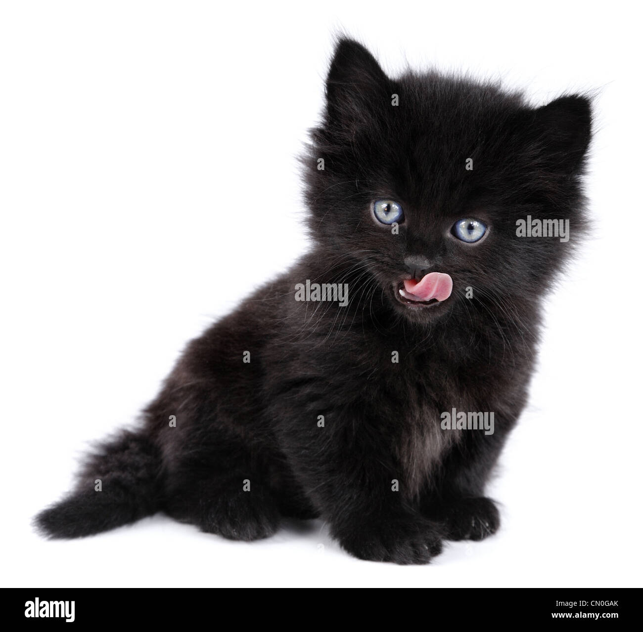 Black little kitten licking, sitting down on a white background Stock ...