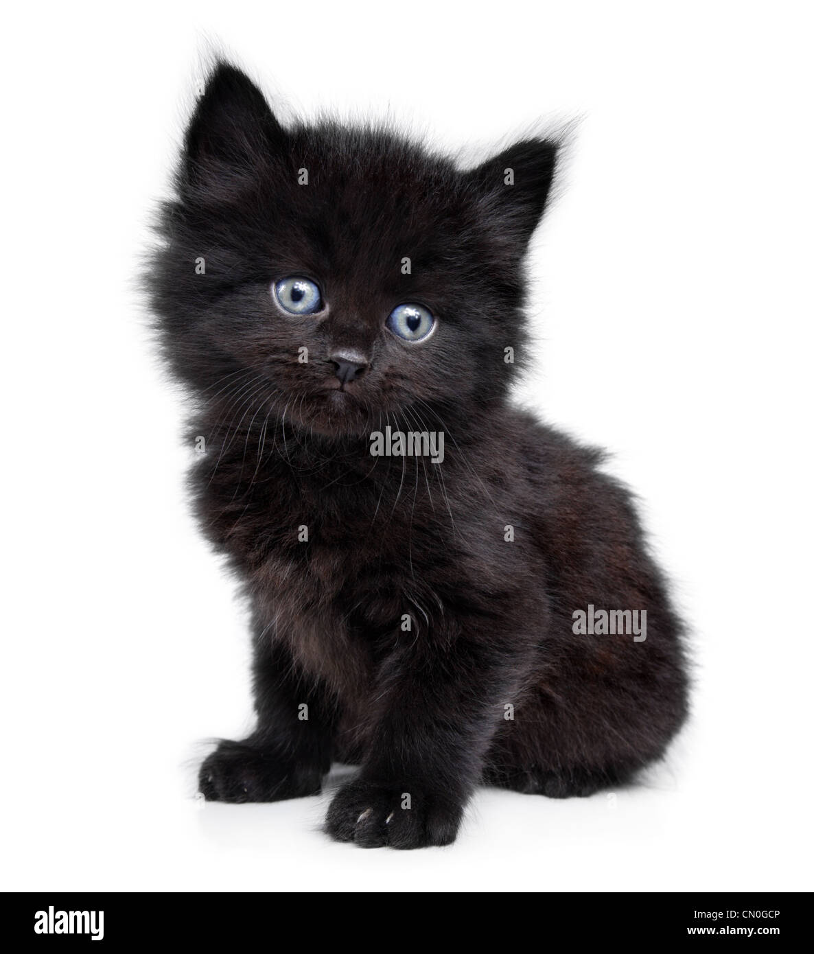 Black little kitten sitting down a on a white background Stock Photo ...