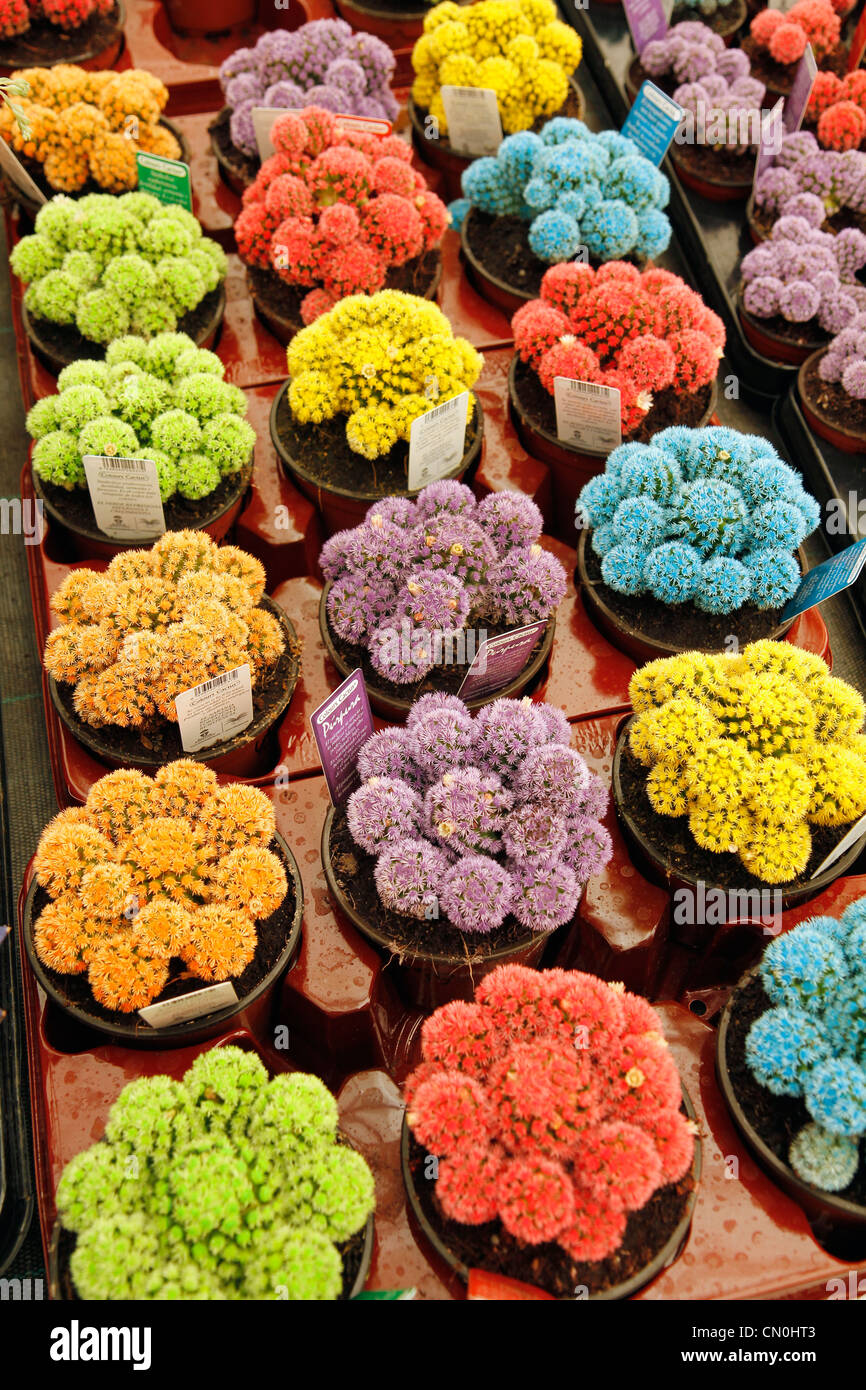 Coloured cactuses in a garden center. Cambrils, Tarragona, Catalonia, Spain Stock Photo