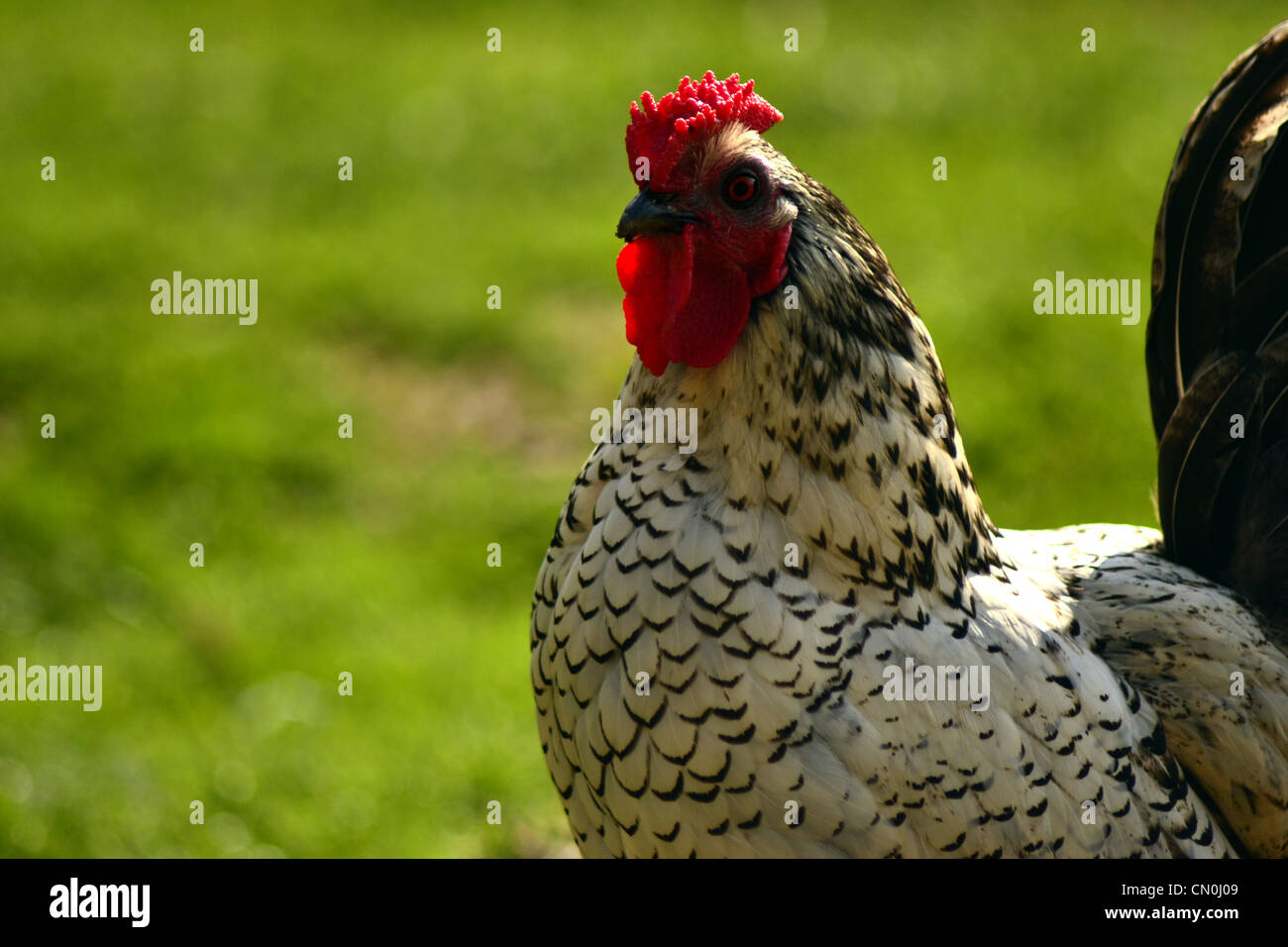 Chicken Stock Photo