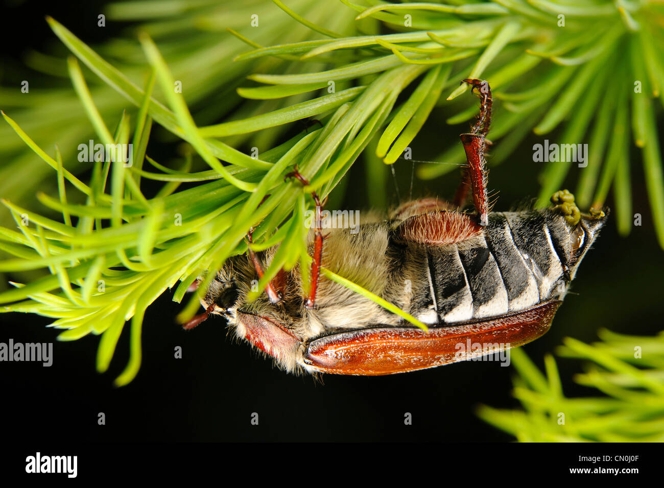 Chestnut cockchafer, eating and shiting on larch Stock Photo