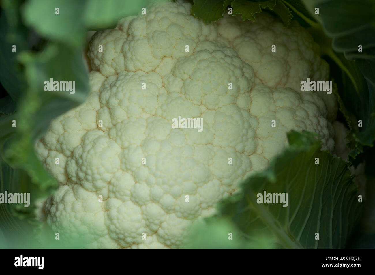 Cauliflower growing in a home garden Stock Photo Alamy