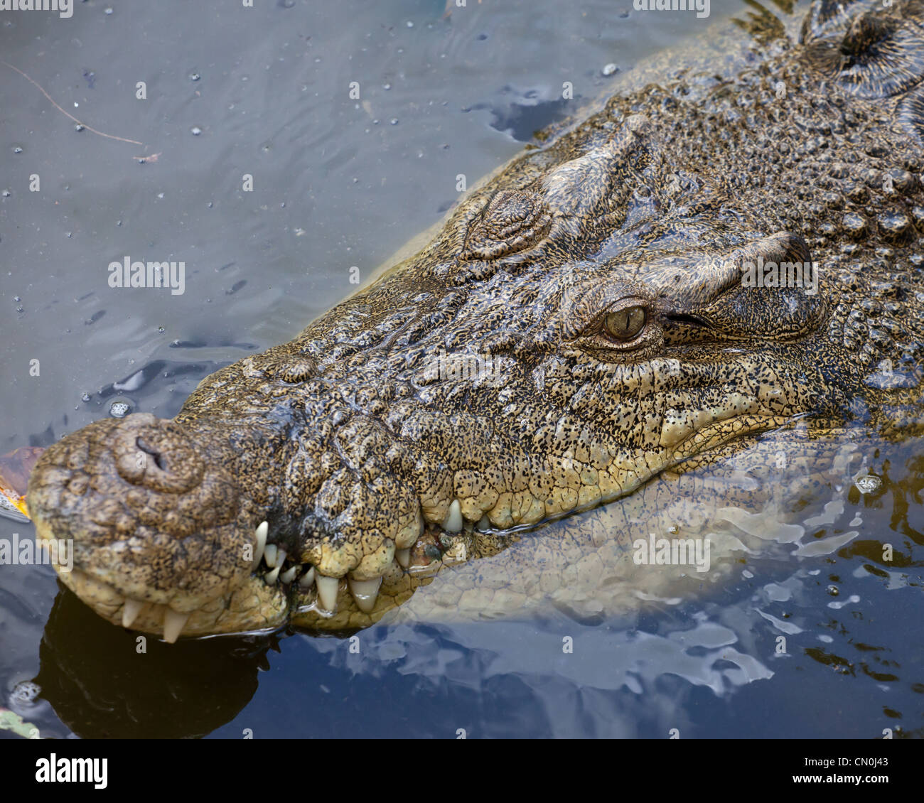 Captive Crocodile Stock Photo
