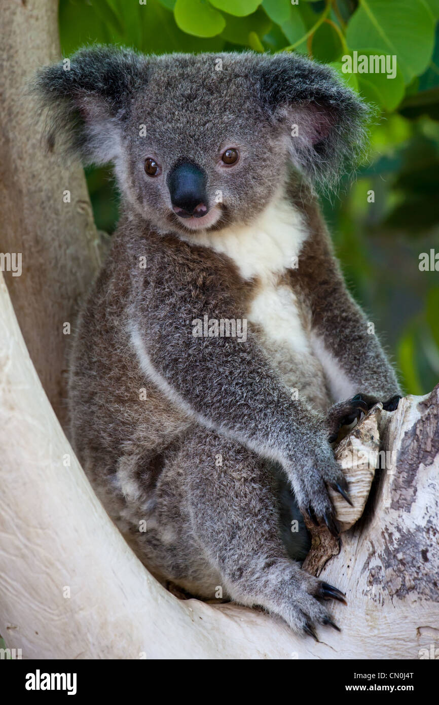Koala baby hi-res stock photography and images - Alamy
