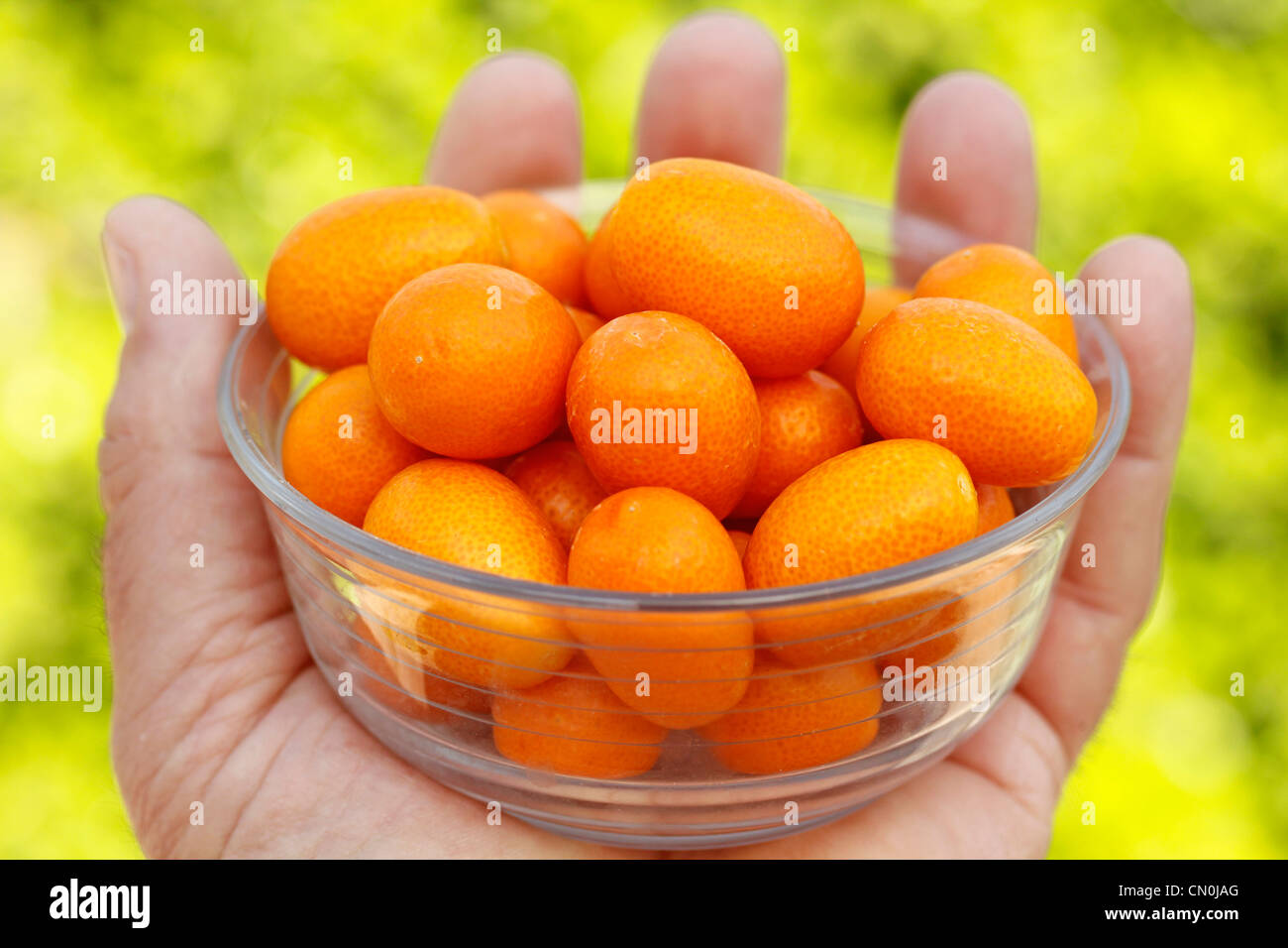 Kumquats Fortunella japonica Stock Photo