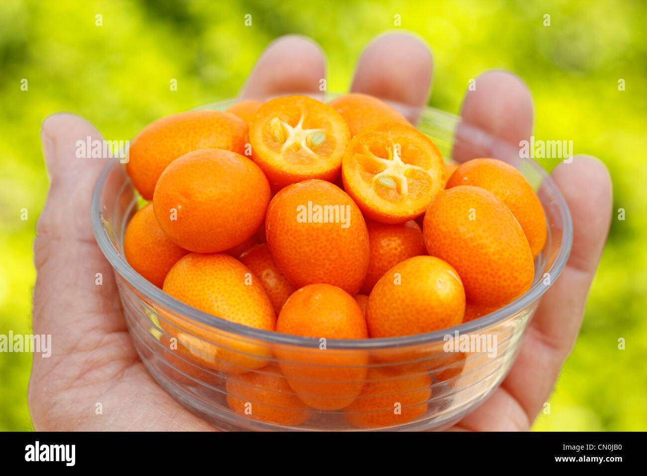 Kumquats Fortunella japonica Stock Photo