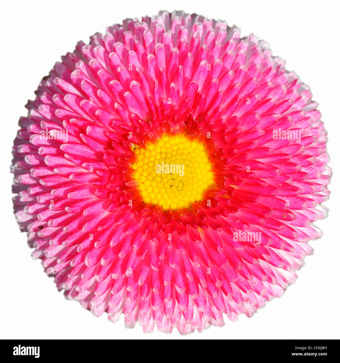 A Pink English Daisy Flower (Asteraceae, Bellis perennis) at the Rose Garden in Bern, Switzerland. Stock Photo