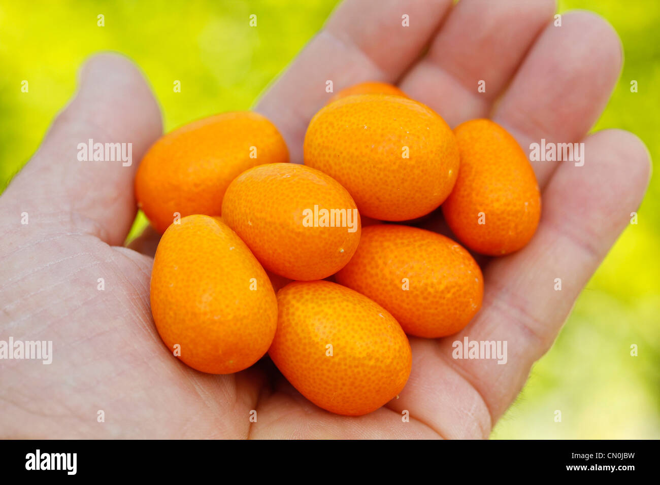 Kumquats Fortunella japonica Stock Photo