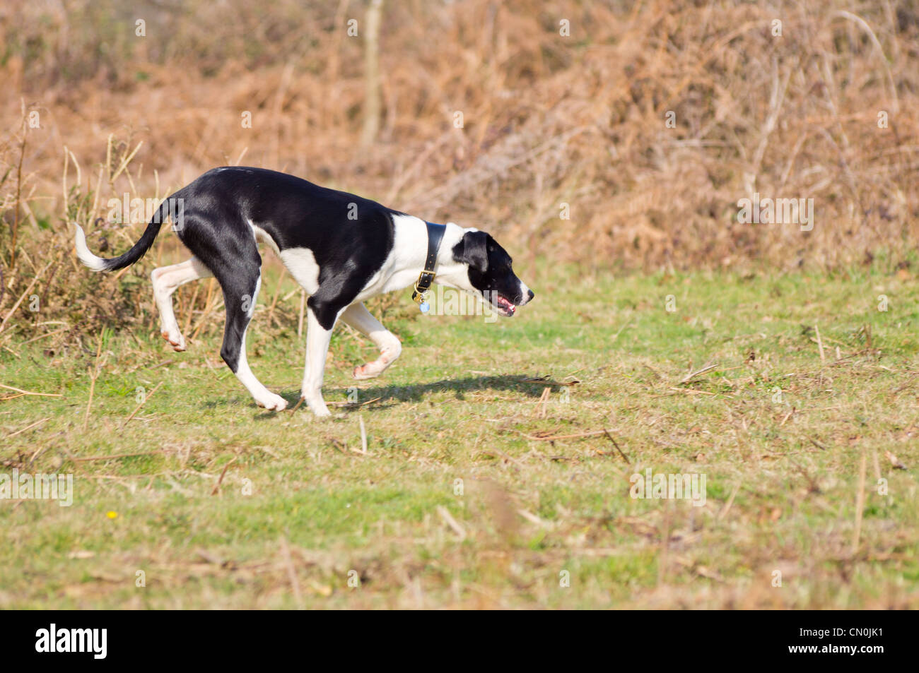 A black and white Lurcher dog running through bracken with his head down on a Spring, sunny day. Stock Photo