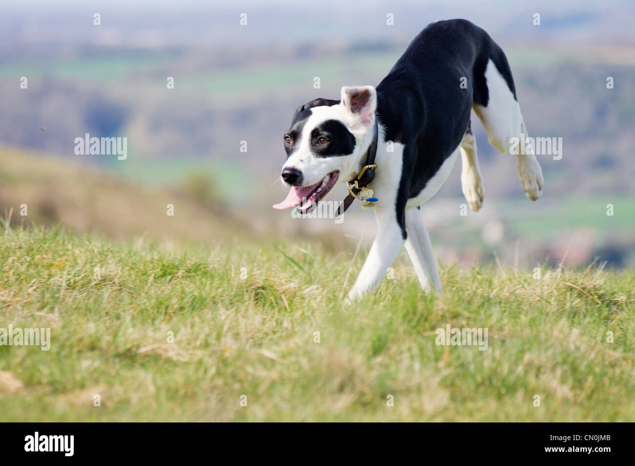 Do Dogs Run With Their Back Legs Together