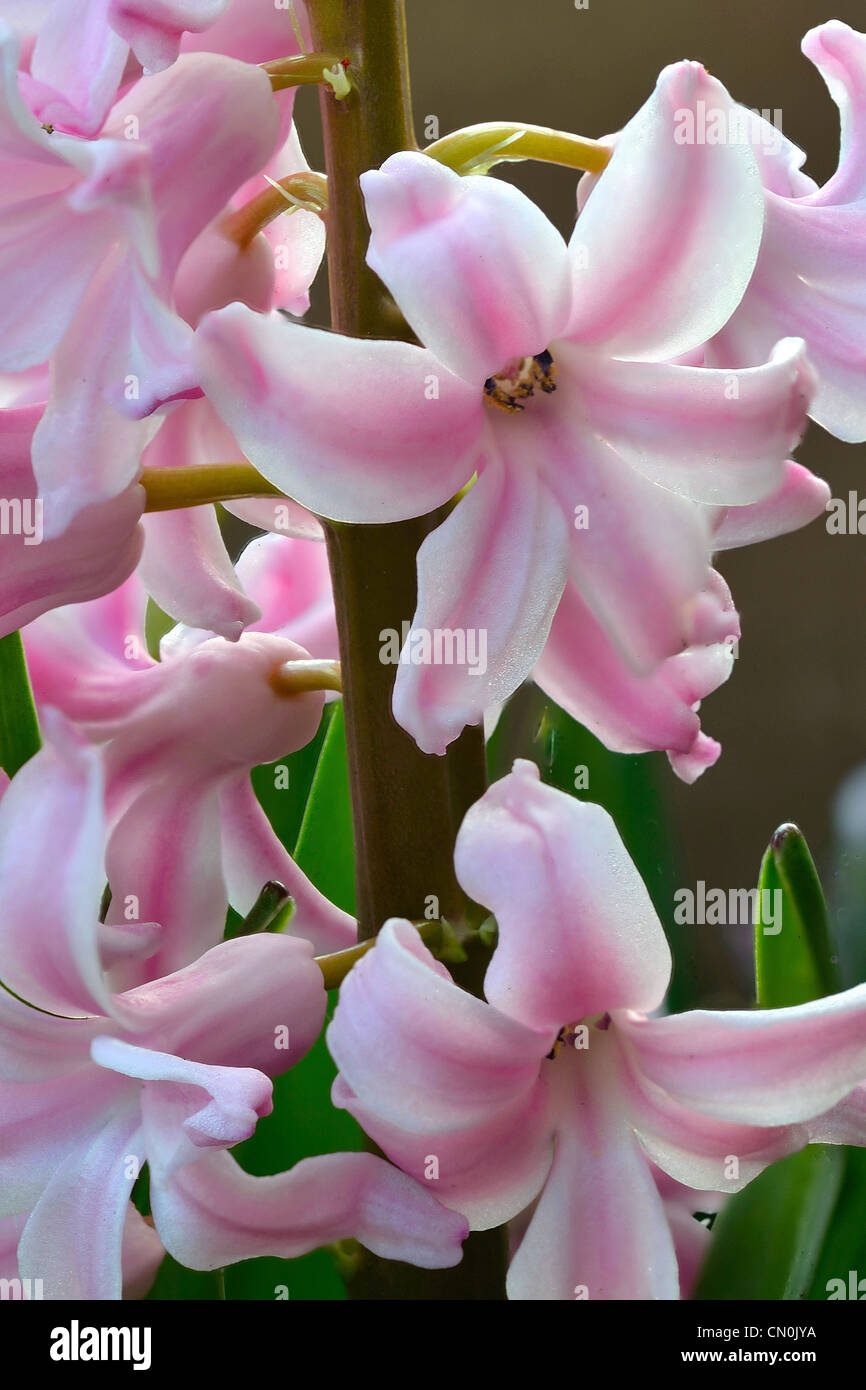Closeup of pink and white Hyacinth flowers Stock Photo Alamy