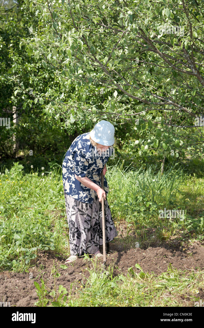 old woman works in a garden the afternoon Stock Photo - Alamy