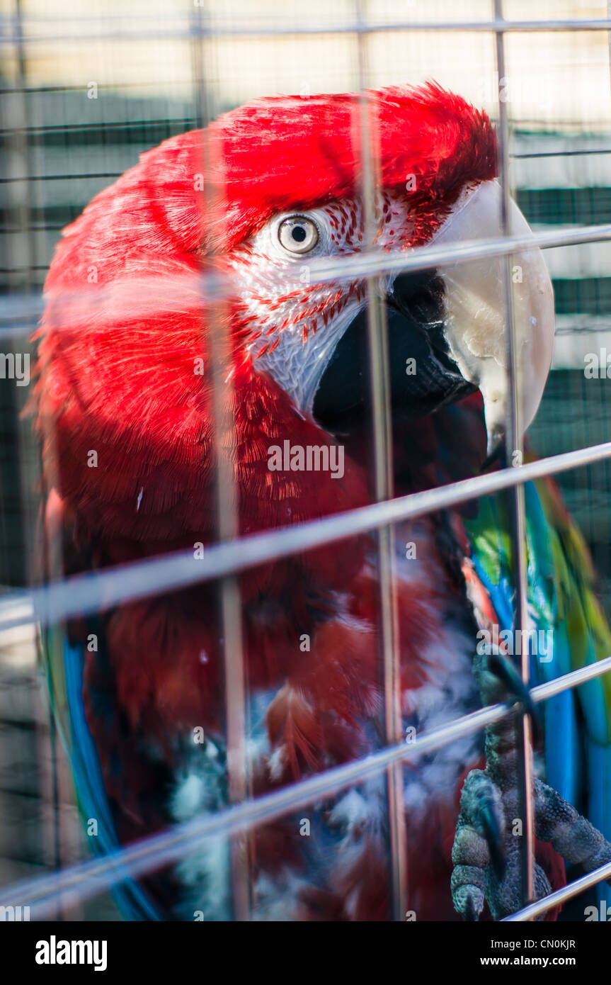 How to Set Up a Macaw Habitat - wikihow.pet - Cages For Scarlet Macaws