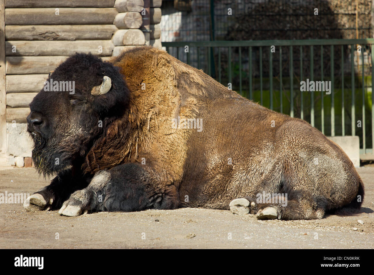 A bison lying down and enjoying the sun Stock Photo