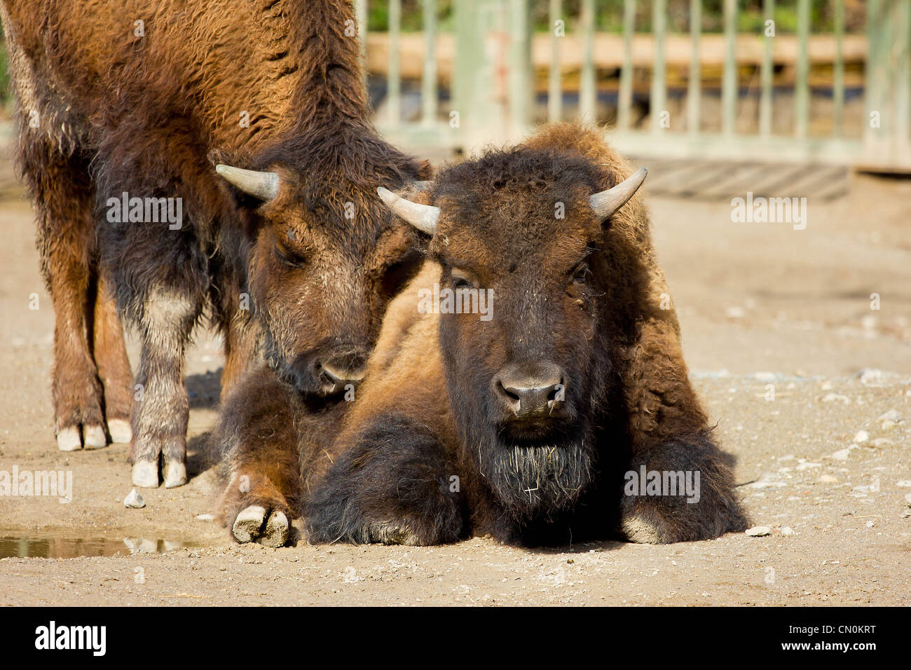 Two bisons enjoying the sun, a mother and her calf Stock Photo