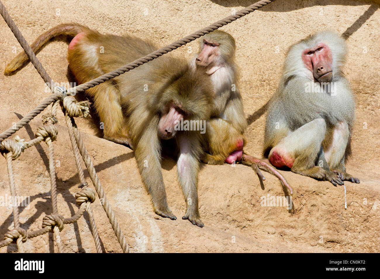 A group of baboons sitting on a rock in the sun Stock Photo
