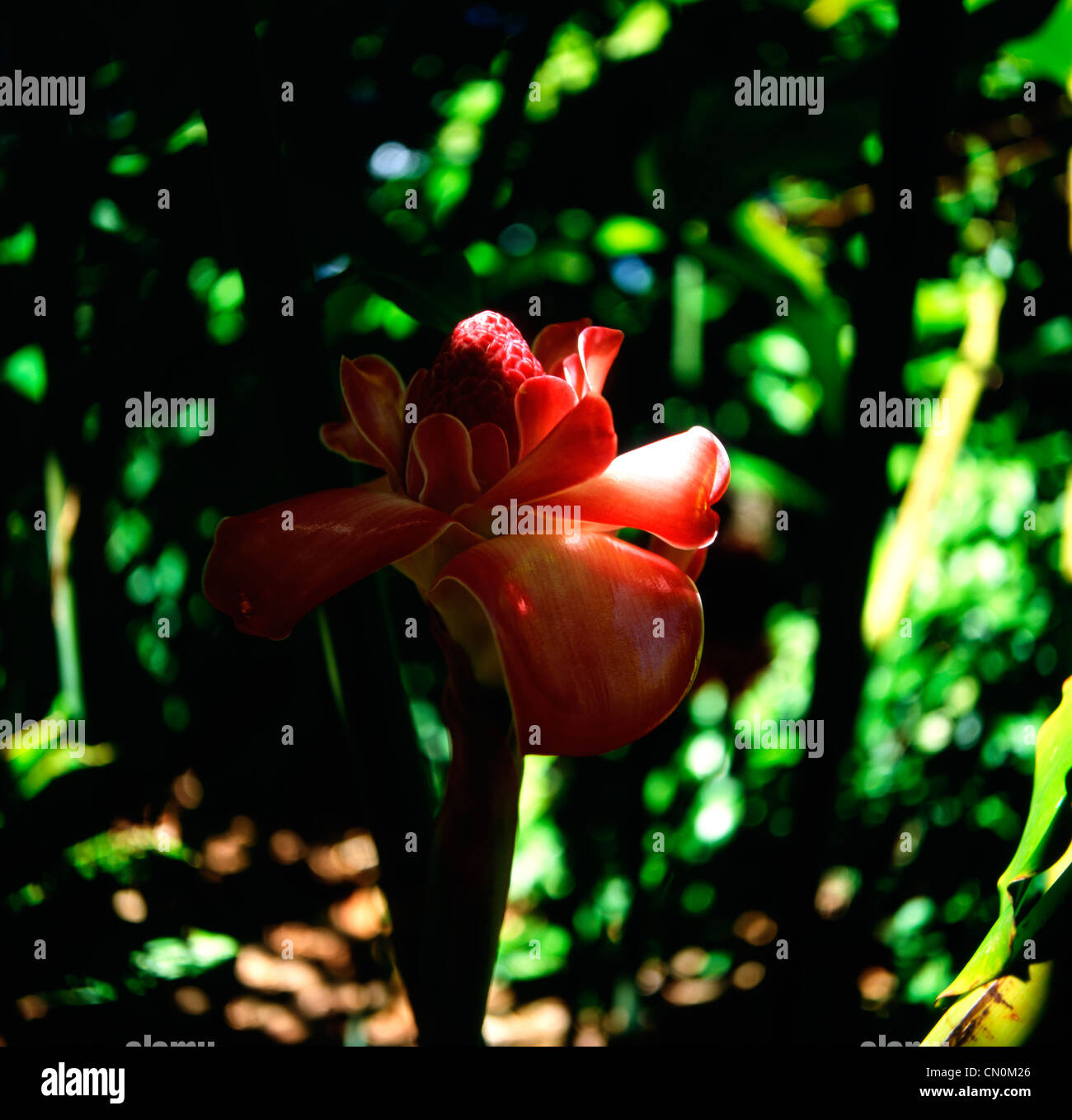 Exotic tropical Torch Ginger Plant in rainforest of Hawaii Stock Photo